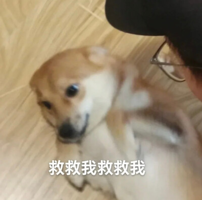 柴犬