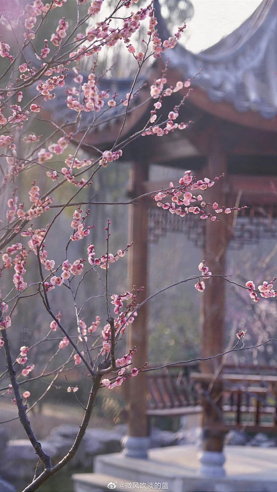 庭院梅花闲弄影，随风犹自度寒香
（摄于南京明孝陵景区）
摄影@微风吹淡的蓝
#发现极美南京##这就是中国风##江苏梅花进入最佳观赏期# ​​​