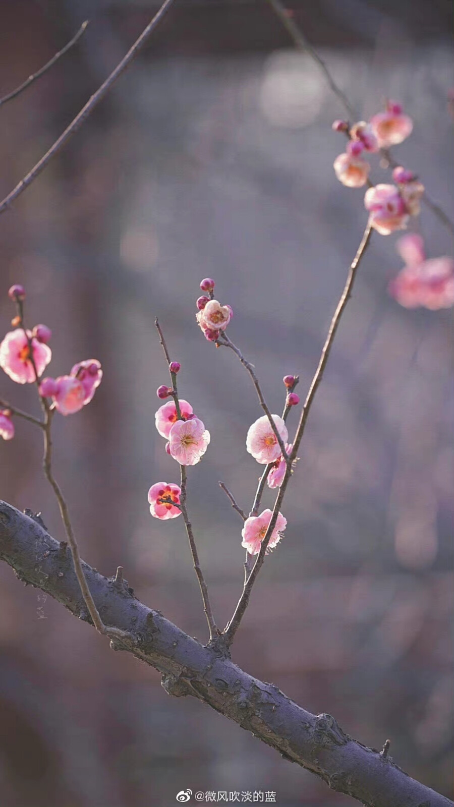 庭院梅花闲弄影，随风犹自度寒香
（摄于南京明孝陵景区）
摄影@微风吹淡的蓝
#发现极美南京##这就是中国风##江苏梅花进入最佳观赏期# ​​​