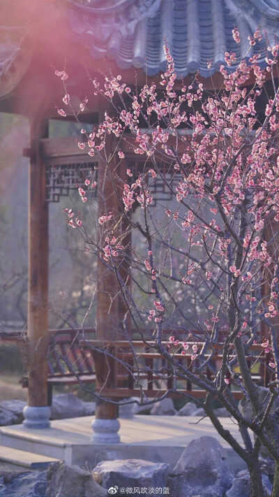 庭院梅花闲弄影，随风犹自度寒香
（摄于南京明孝陵景区）
摄影@微风吹淡的蓝
#发现极美南京##这就是中国风##江苏梅花进入最佳观赏期# ​​​