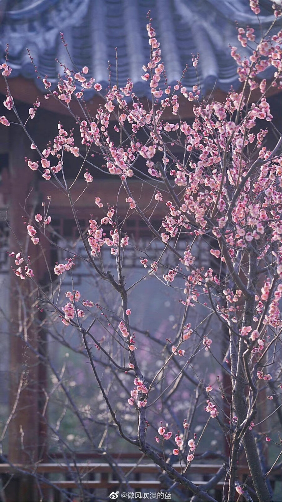 庭院梅花闲弄影，随风犹自度寒香
（摄于南京明孝陵景区）
摄影@微风吹淡的蓝
#发现极美南京##这就是中国风##江苏梅花进入最佳观赏期# ​​​