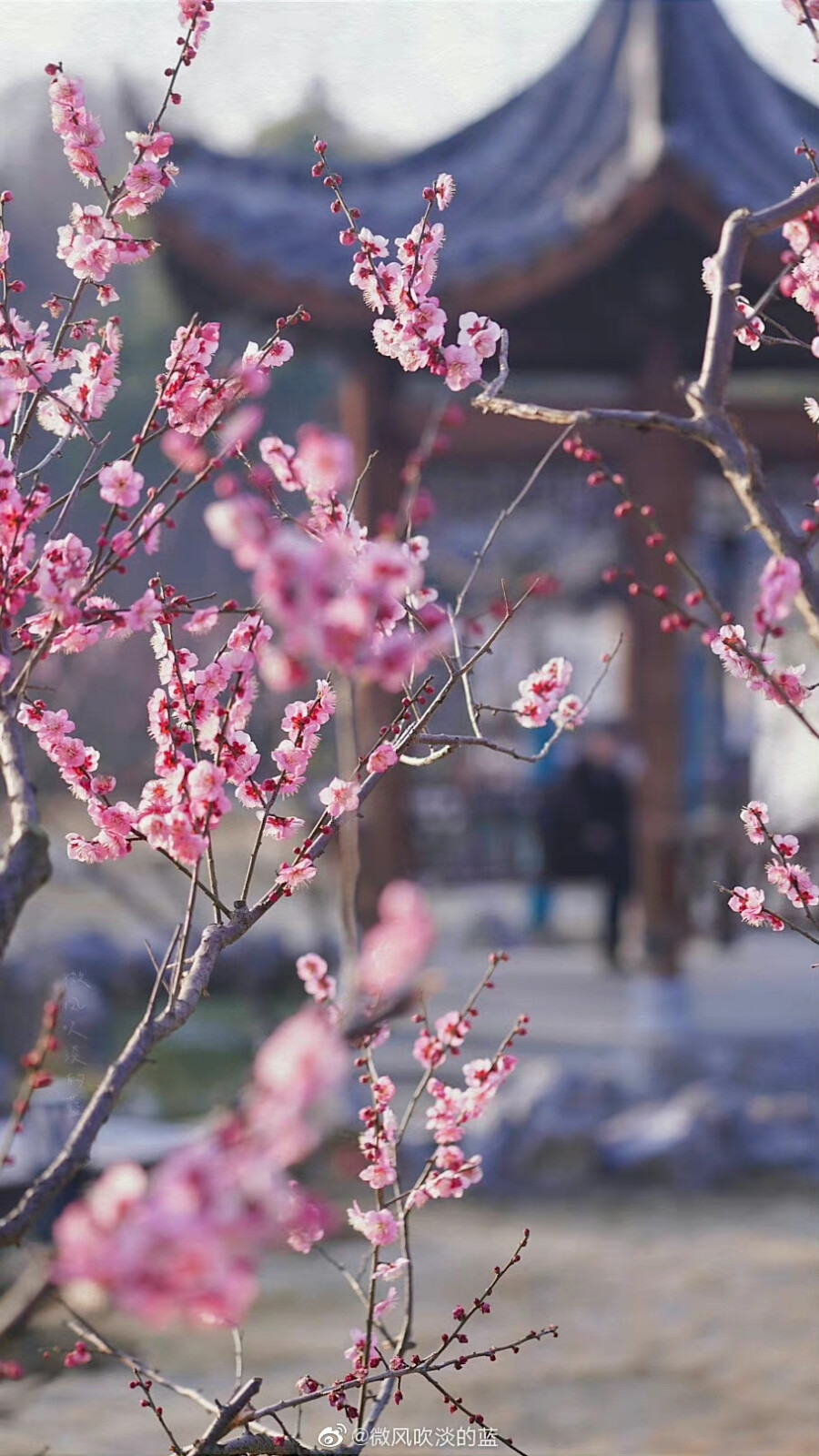 庭院梅花闲弄影，随风犹自度寒香
（摄于南京明孝陵景区）
摄影@微风吹淡的蓝
#发现极美南京##这就是中国风##江苏梅花进入最佳观赏期# ​​​