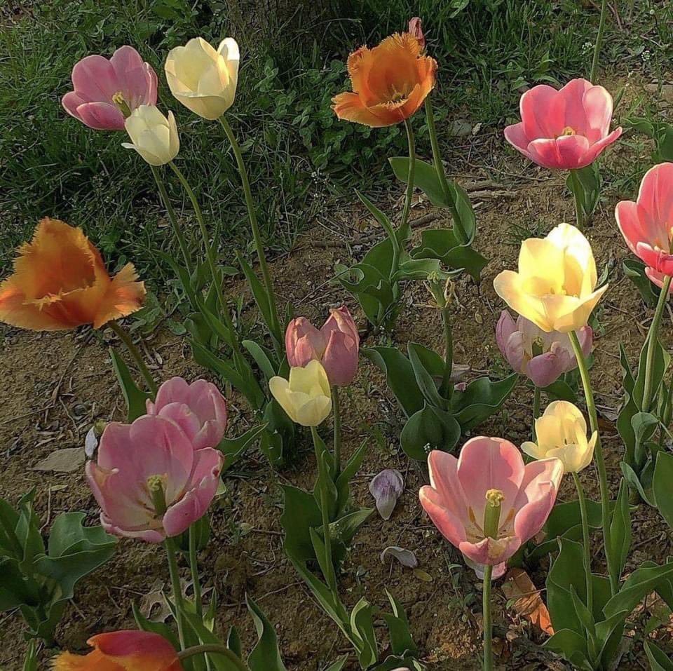 野花的季节