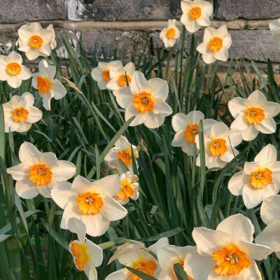 野花的季节