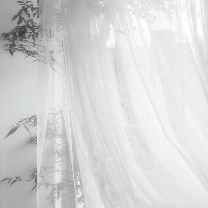 我买了支白玫瑰 刺划伤了我的手