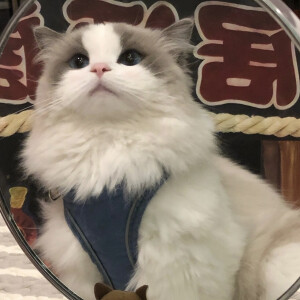 猫咪