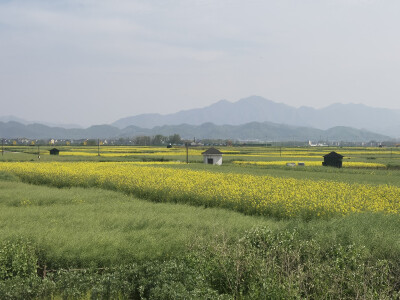 油菜花