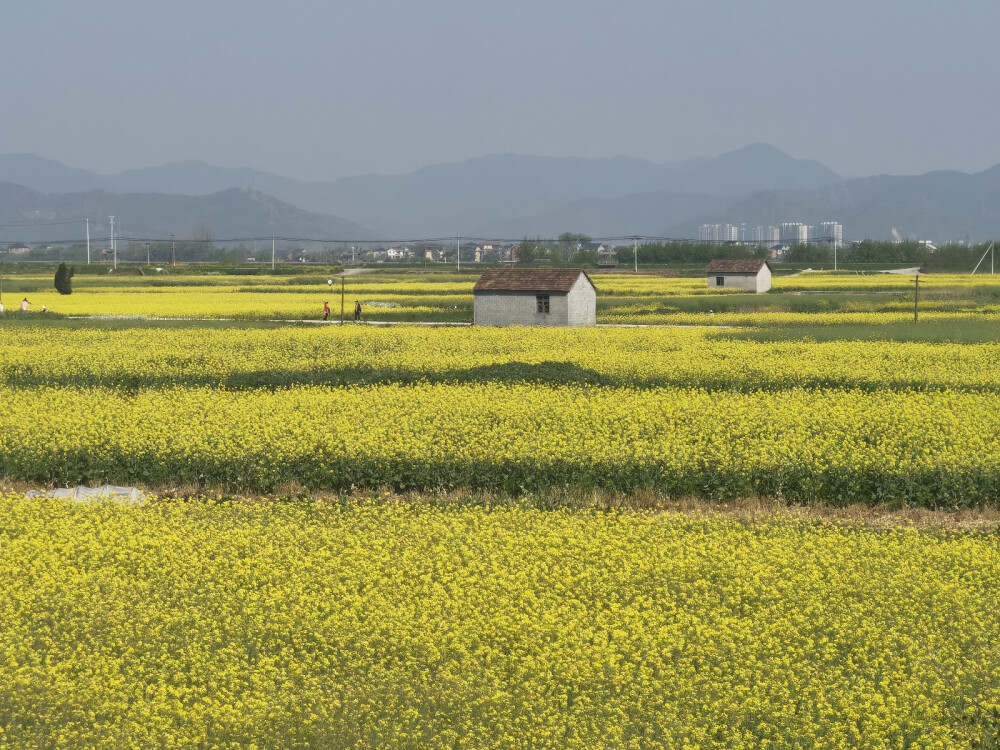 油菜花