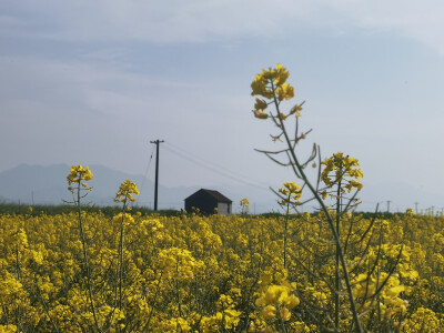 油菜花