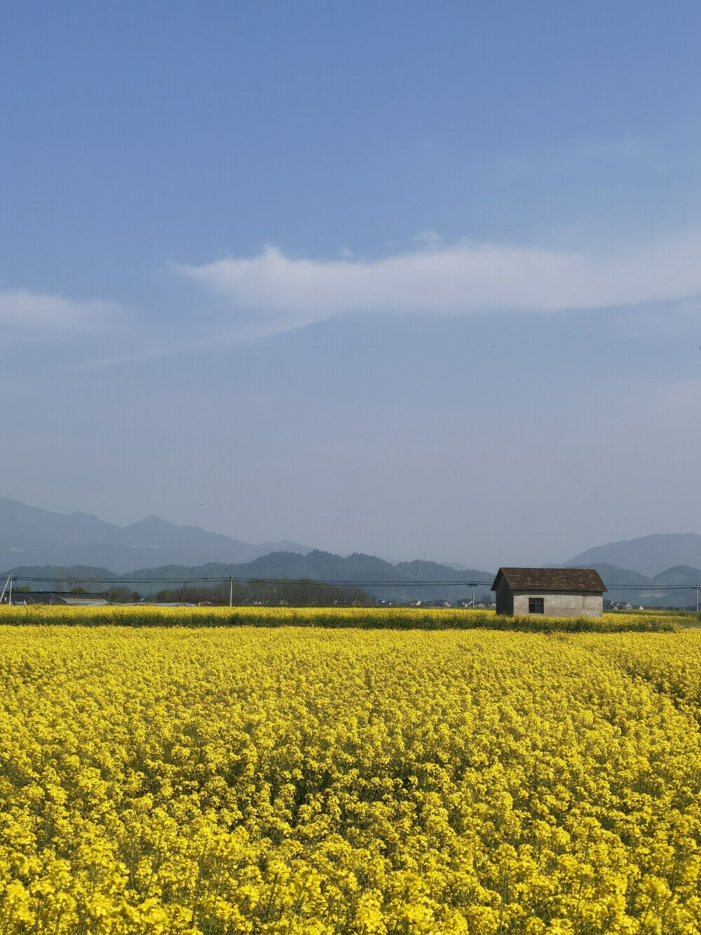 油菜花