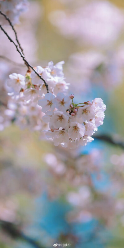 玉渊潭樱花节
摄影@刘献松
#春日氛围感大赛##摄影不凡##hello四月##遇见美好##樱花# ​