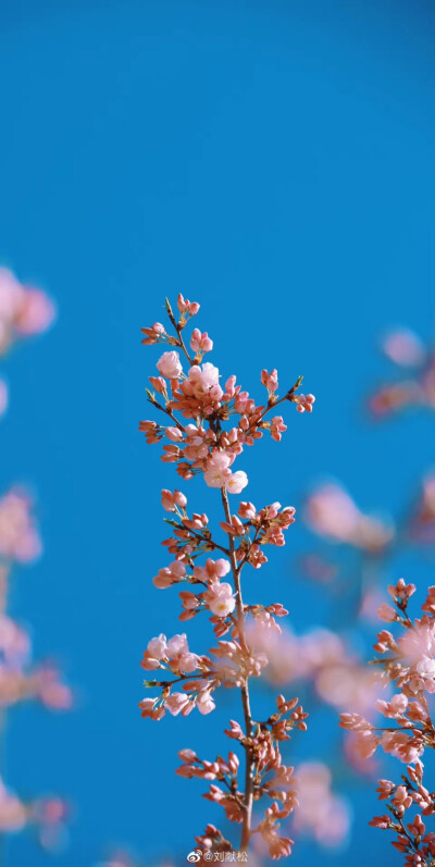 玉渊潭樱花节
摄影@刘献松
#春日氛围感大赛##摄影不凡##hello四月##遇见美好##樱花# ​