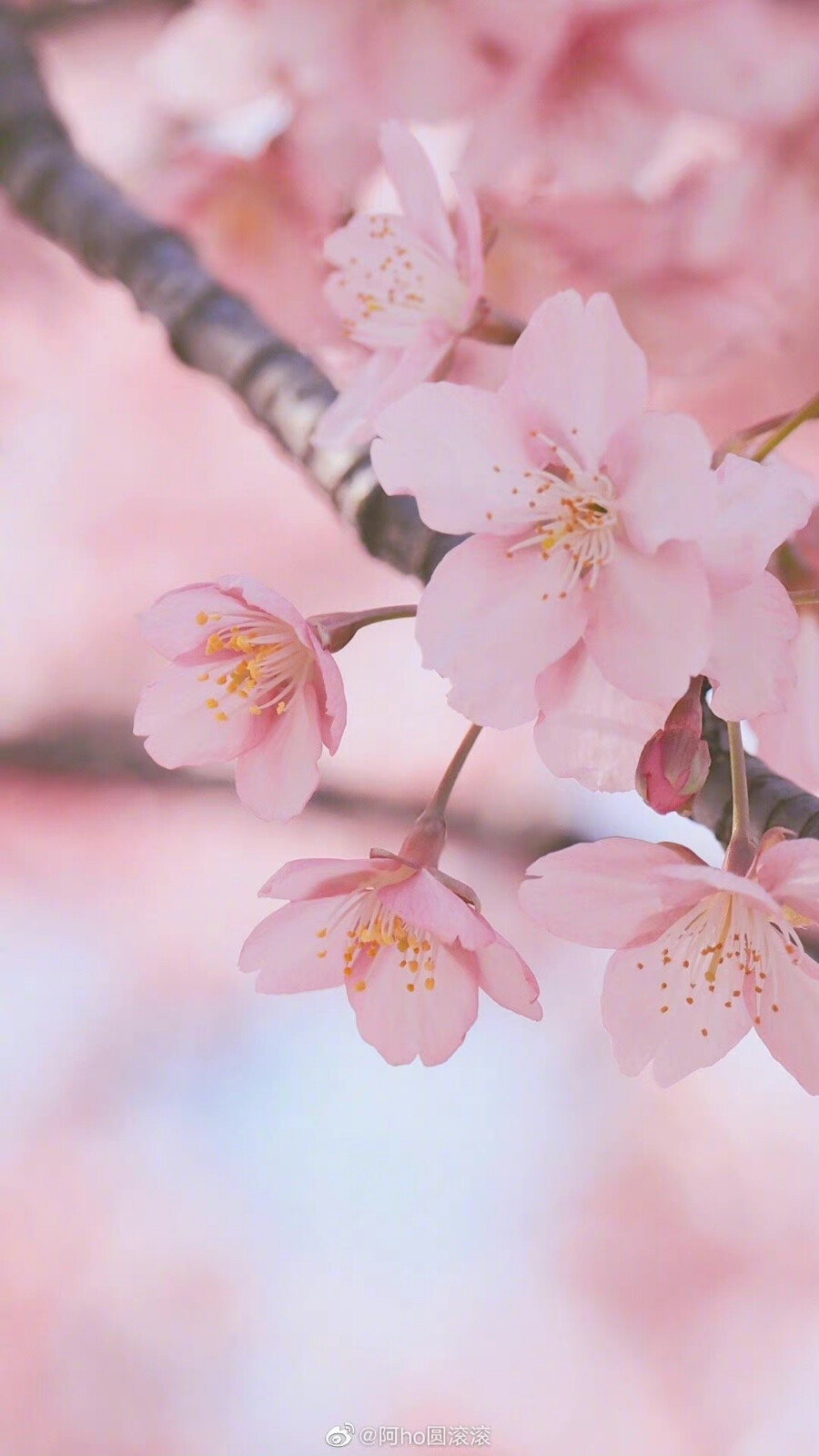 春日和暖，送你一片粉色樱花海。
摄影师@阿ho圆滚滚