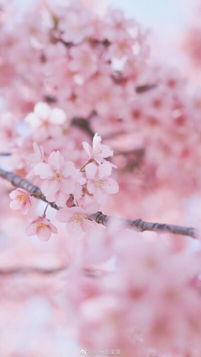 春日和暖，送你一片粉色樱花海。
摄影师@阿ho圆滚滚