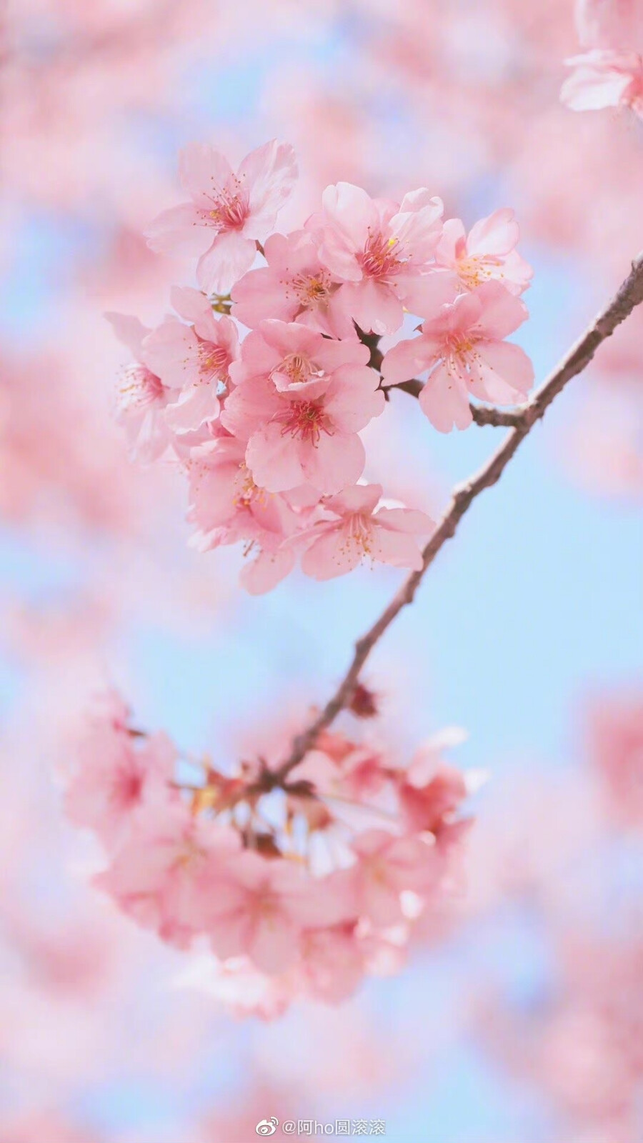 春日和暖，送你一片粉色樱花海。
摄影师@阿ho圆滚滚