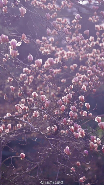 雨花台风景区｜宝华玉兰
天初暖，日初长，
好春光。
万汇此时皆得意，
竞芬芳。
摄影@微风吹淡的蓝
#发现极美南京##这就是中国风##江苏赏花地图# ?