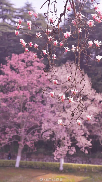 雨花台风景区｜宝华玉兰
天初暖，日初长，
好春光。
万汇此时皆得意，
竞芬芳。
摄影@微风吹淡的蓝
#发现极美南京##这就是中国风##江苏赏花地图# ?