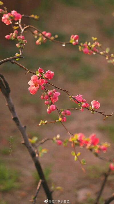 #春花壁纸# 贴梗海棠
（摄于南京莫愁湖公园）
摄影@微风吹淡的蓝
#发现极美南京##为春日带颜##江苏赏花地图# ​