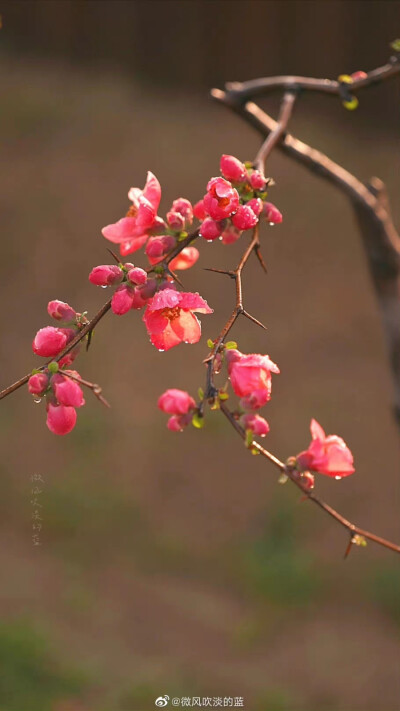 #春花壁纸# 贴梗海棠
（摄于南京莫愁湖公园）
摄影@微风吹淡的蓝
#发现极美南京##为春日带颜##江苏赏花地图# ​