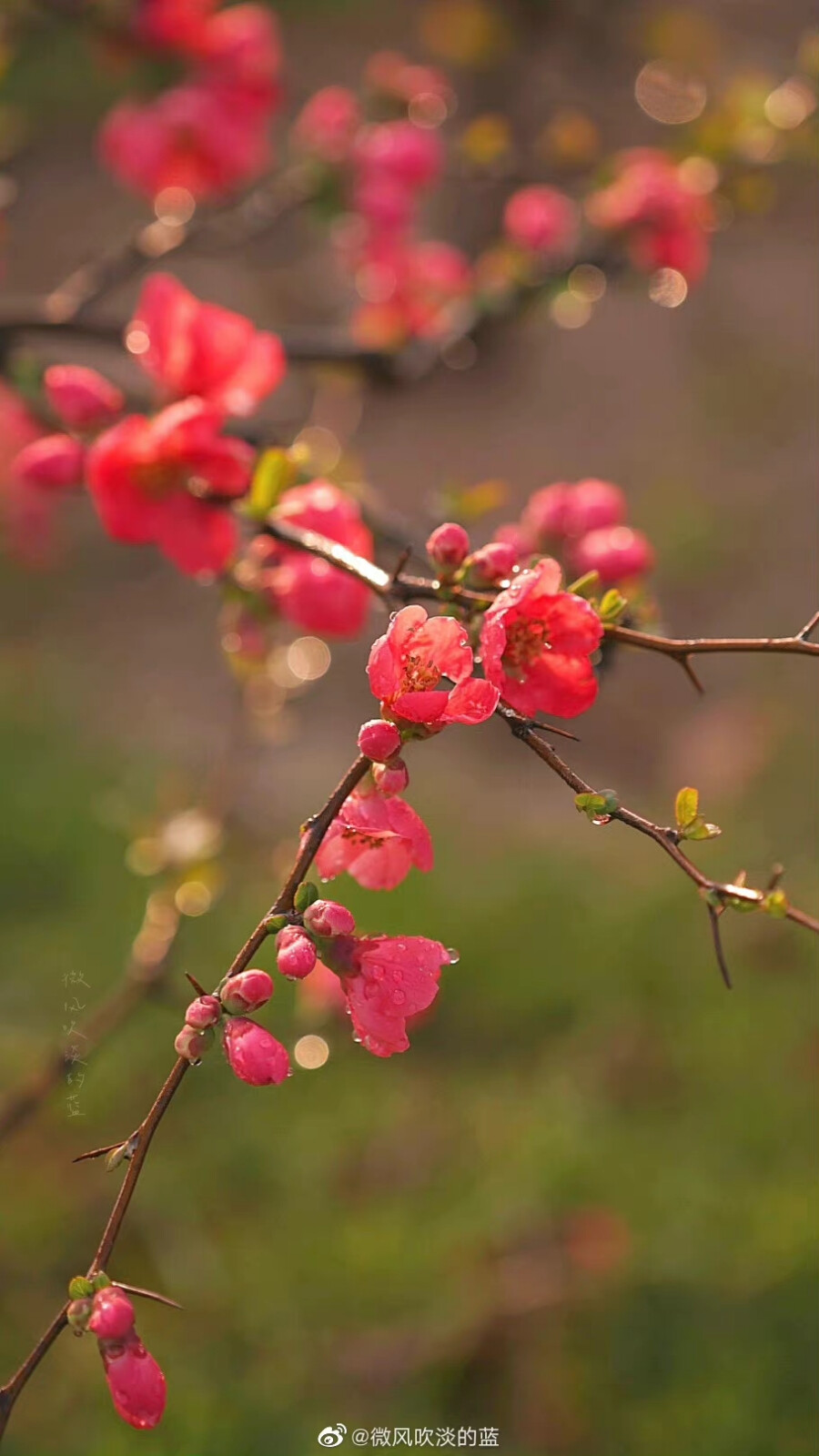 #春花壁纸# 贴梗海棠
（摄于南京莫愁湖公园）
摄影@微风吹淡的蓝
#发现极美南京##为春日带颜##江苏赏花地图# ​