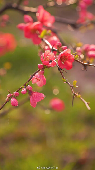 #春花壁纸# 贴梗海棠
（摄于南京莫愁湖公园）
摄影@微风吹淡的蓝
#发现极美南京##为春日带颜##江苏赏花地图# ​