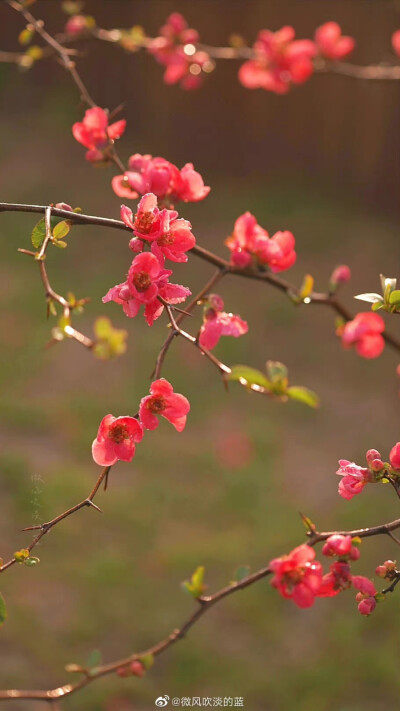 #春花壁纸# 贴梗海棠
（摄于南京莫愁湖公园）
摄影@微风吹淡的蓝
#发现极美南京##为春日带颜##江苏赏花地图# ​