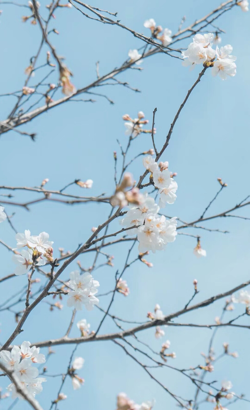 扬大的花