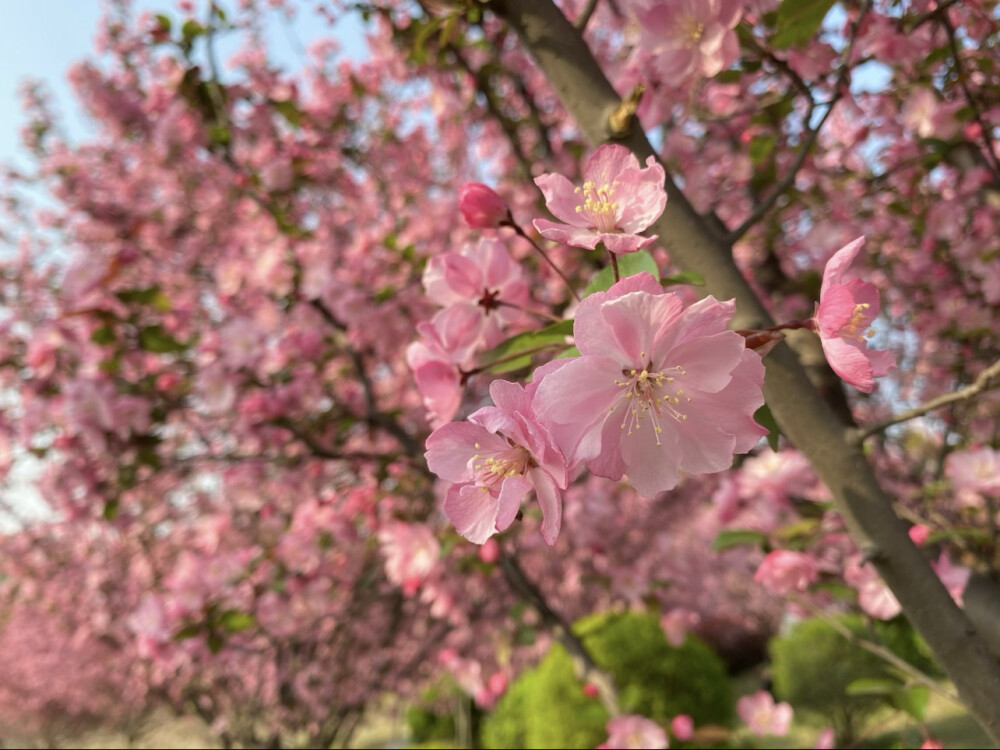 花花世界