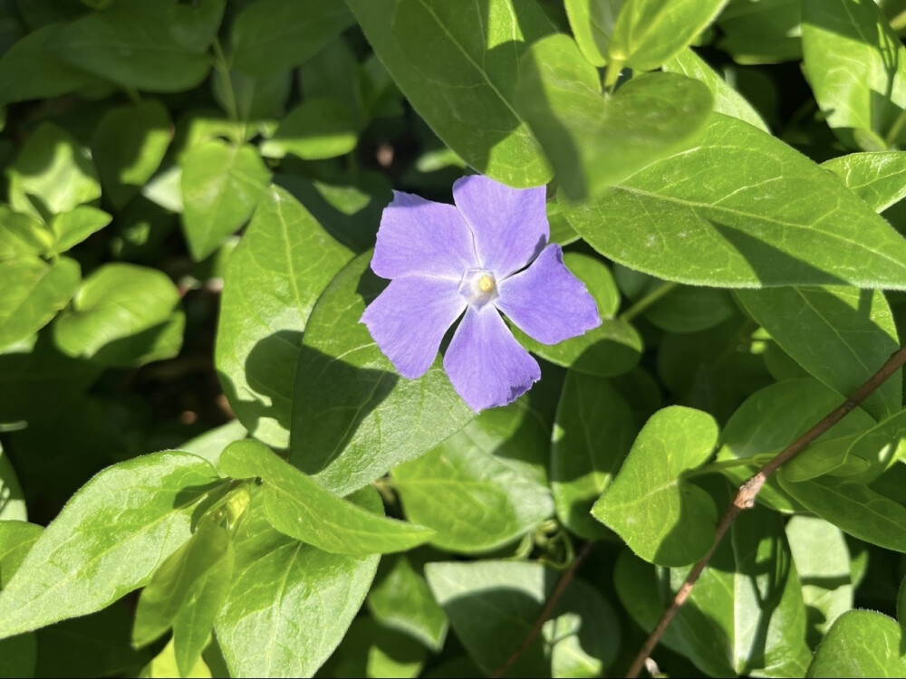 花花世界