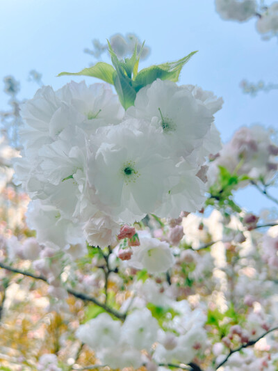这吹不出褶的平静日子
也在发光啊〰️
春天花会开，好景在身边