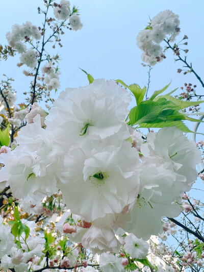 这吹不出褶的平静日子
也在发光啊〰️
春天花会开，好景在身边