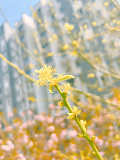 这吹不出褶的平静日子
也在发光啊〰️
春天花会开，好景在身边