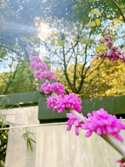 这吹不出褶的平静日子
也在发光啊〰️
春天花会开，好景在身边