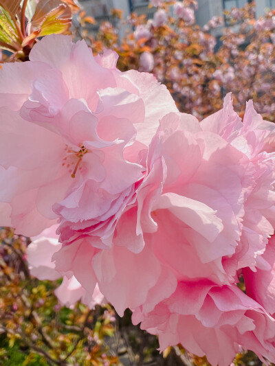 这吹不出褶的平静日子
也在发光啊〰️
春天花会开，好景在身边
