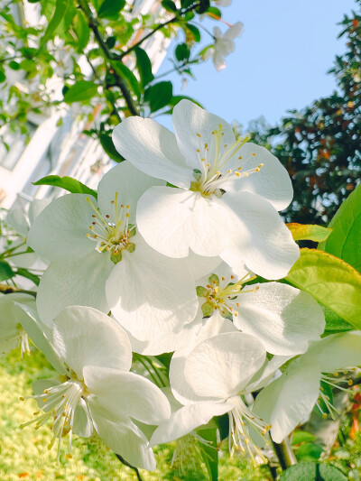 这吹不出褶的平静日子
也在发光啊〰️
春天花会开，好景在身边