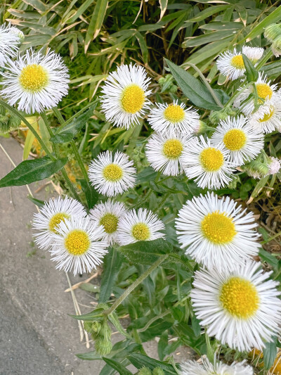 这吹不出褶的平静日子
也在发光啊〰️
春天花会开，好景在身边