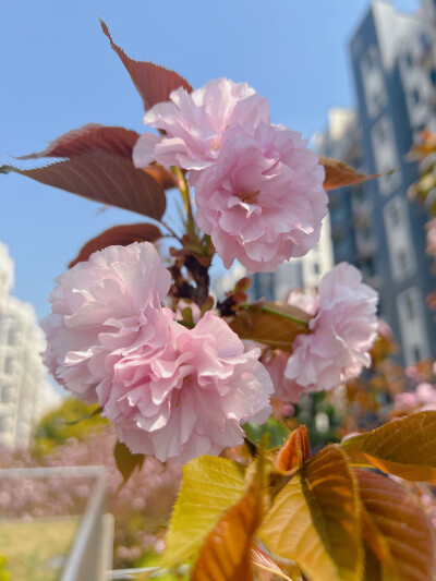 这吹不出褶的平静日子
也在发光啊〰️
春天花会开，好景在身边