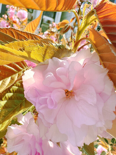 这吹不出褶的平静日子
也在发光啊〰️
春天花会开，好景在身边