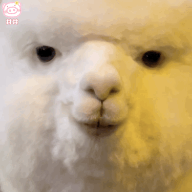 羊驼表情包
可爱的表情包