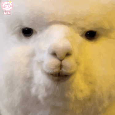 羊驼表情包
可爱的表情包