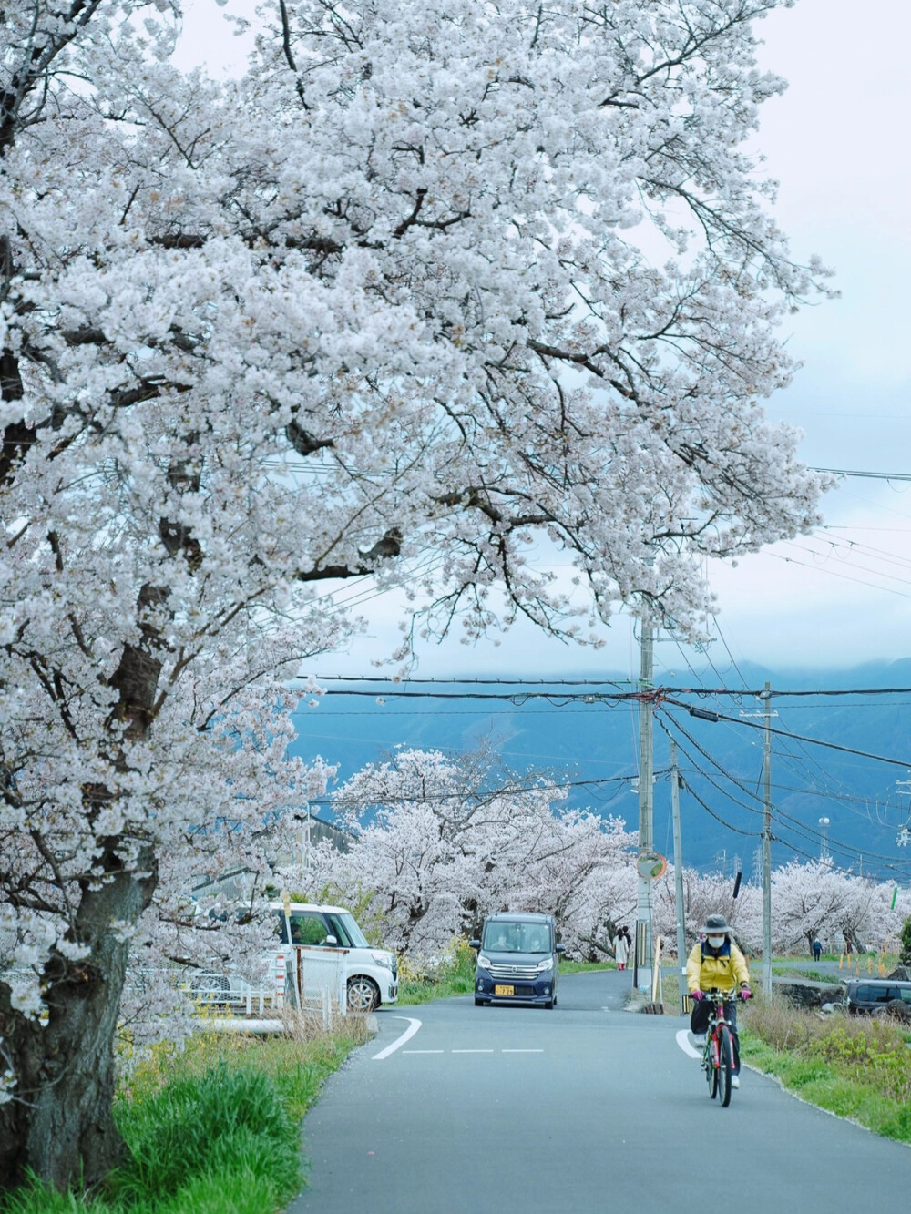 只有日本_奈良高田千本桜