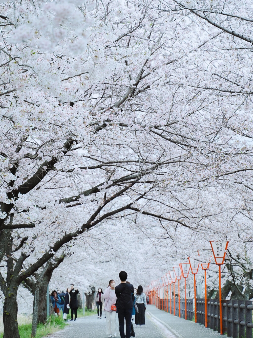 只有日本_奈良高田千本桜