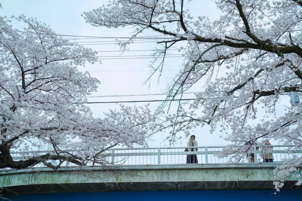 只有日本_奈良高田千本桜