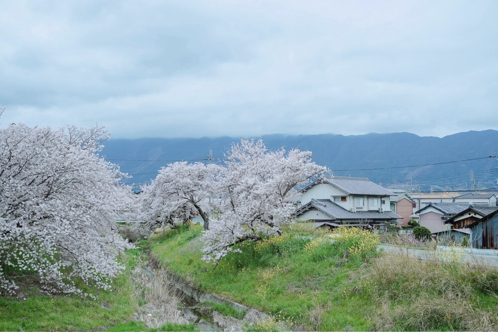 只有日本_奈良高田千本桜