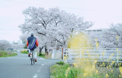 只有日本_奈良高田千本桜