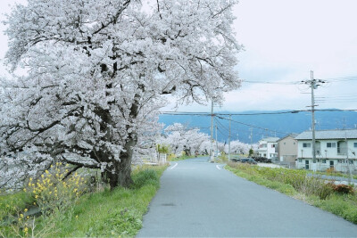 只有日本_奈良高田千本桜