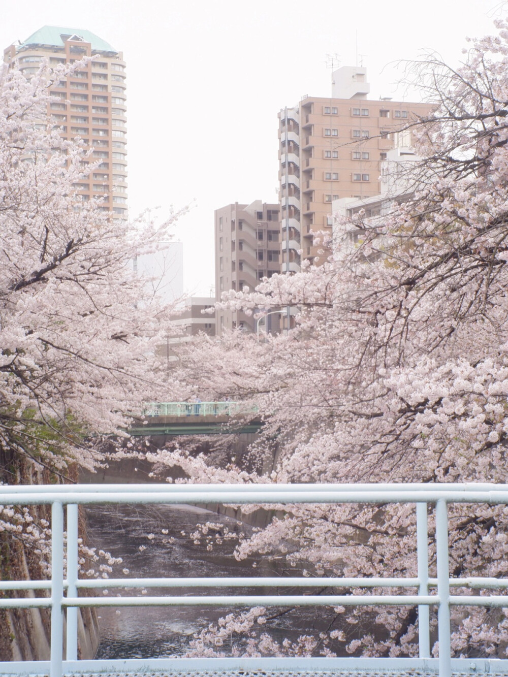 只有日本