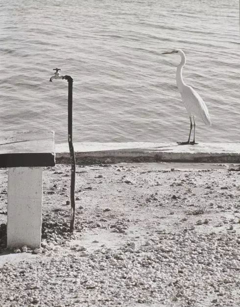 在摄影大师中的名录中，艾略特·厄威特（ Elliot Erwitt ）的名字似乎不如布列松、卡帕、斯泰肯以及罗伯特·弗兰克那么响亮，他既没有提出像“决定性瞬间”那样的经典概念，也没有因其独创的风格而改变摄影潮流的走向，但他仍无愧摄影大师的称号。