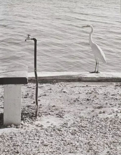 在摄影大师中的名录中，艾略特·厄威特（ Elliot Erwitt ）的名字似乎不如布列松、卡帕、斯泰肯以及罗伯特·弗兰克那么响亮，他既没有提出像“决定性瞬间”那样的经典概念，也没有因其独创的风格而改变摄影潮流的走向…