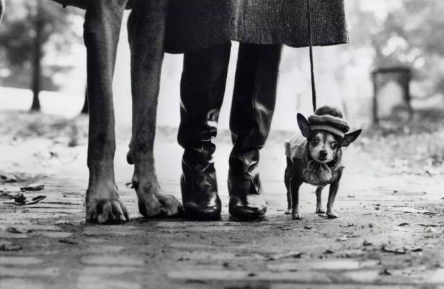 在摄影大师中的名录中，艾略特·厄威特（ Elliot Erwitt ）的名字似乎不如布列松、卡帕、斯泰肯以及罗伯特·弗兰克那么响亮，他既没有提出像“决定性瞬间”那样的经典概念，也没有因其独创的风格而改变摄影潮流的走向，但他仍无愧摄影大师的称号。